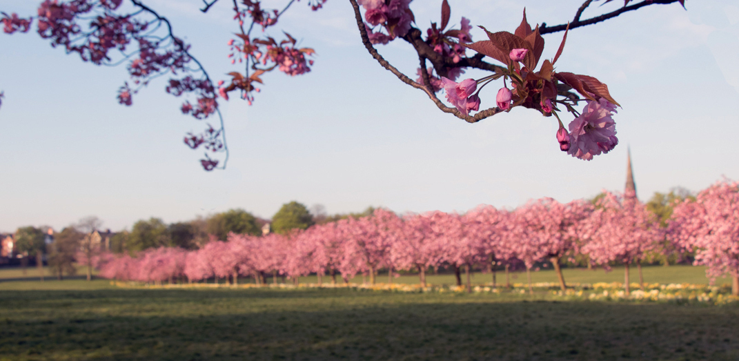 Cherry tree photo